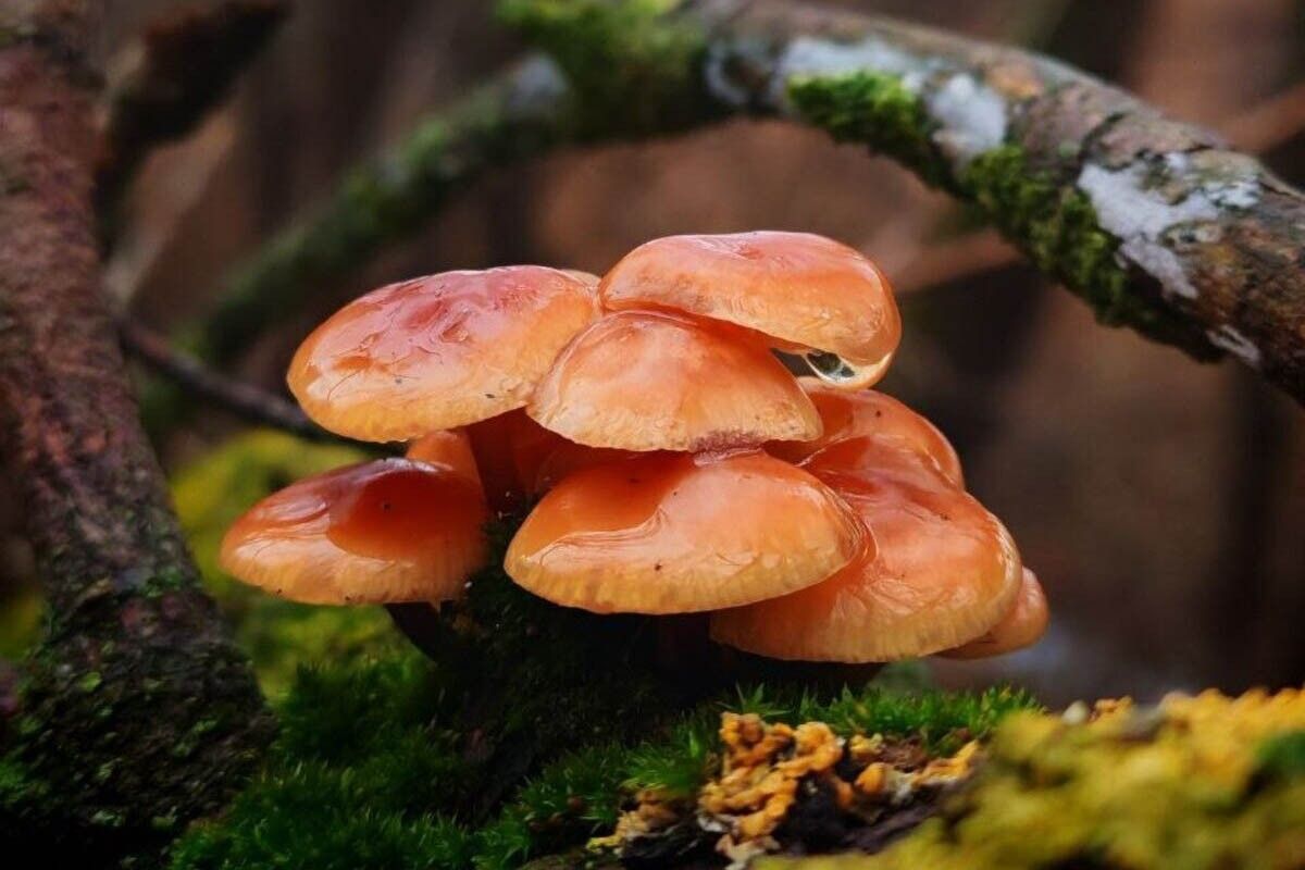 инопланетная красота грибов