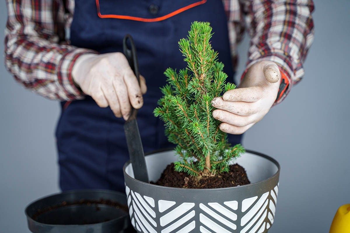 новогодняя композиция