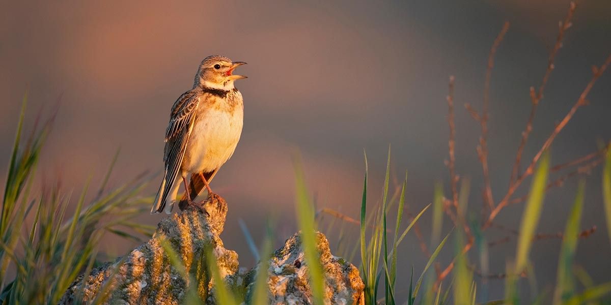Я месяц вставала в 5 утра: и вот, что мне это дало