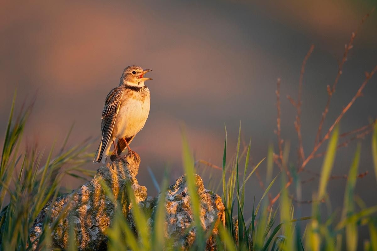 вставать в 5 утра – ключ к успеху