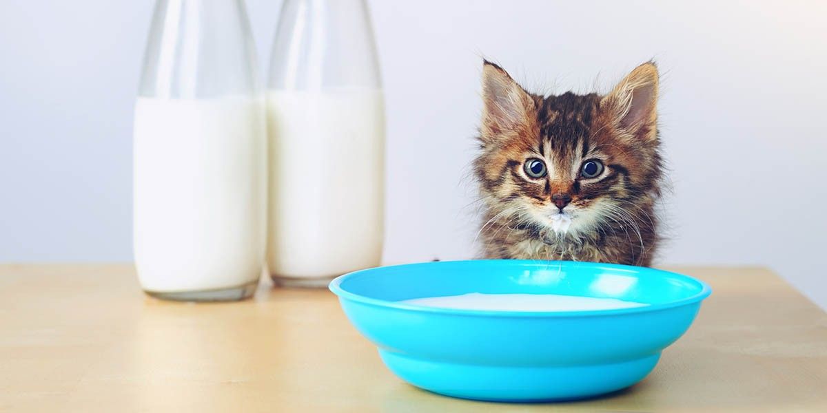 Можно ли давать кошке молоко: вредно это или полезно