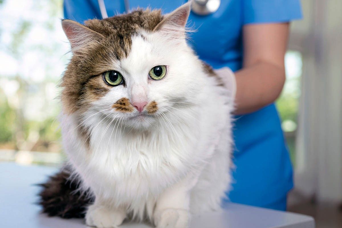 очень пушистый кот