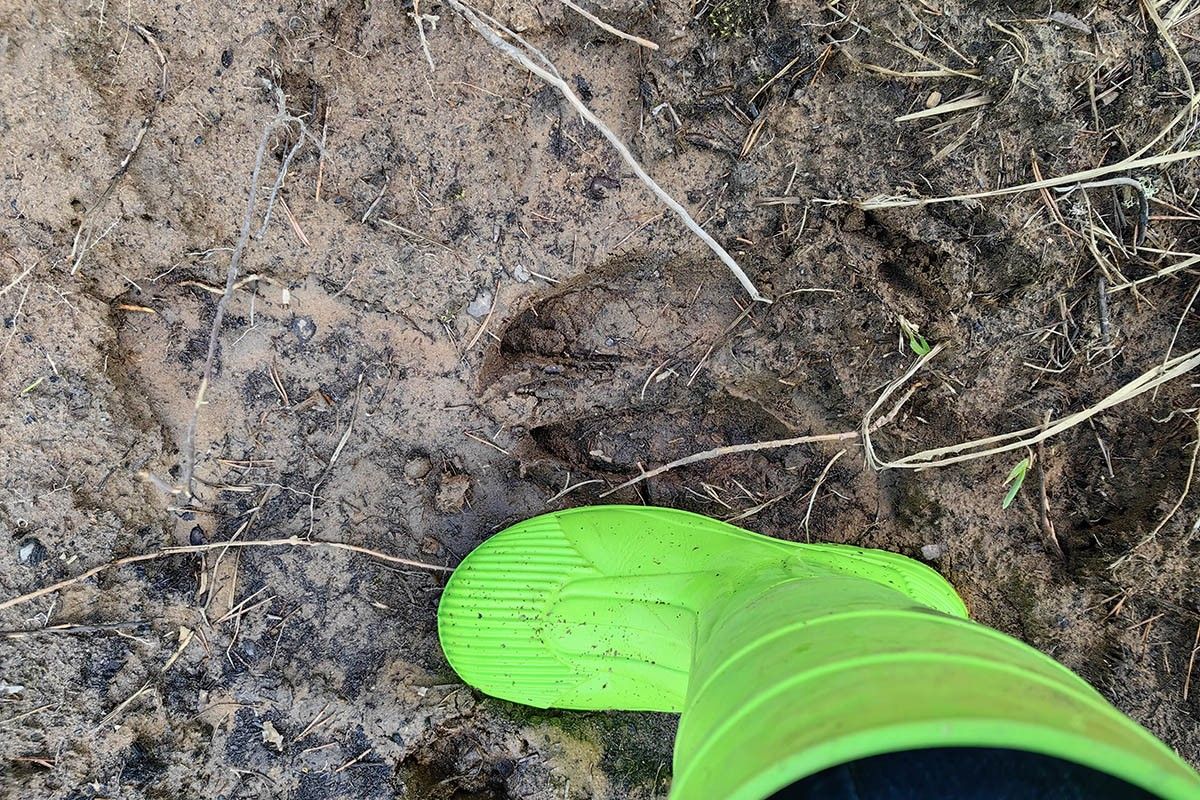 следы лосей