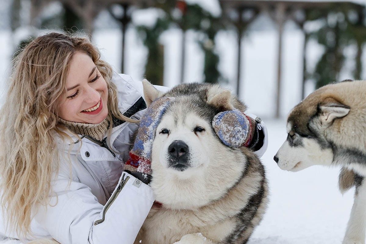 прогулки с хаска