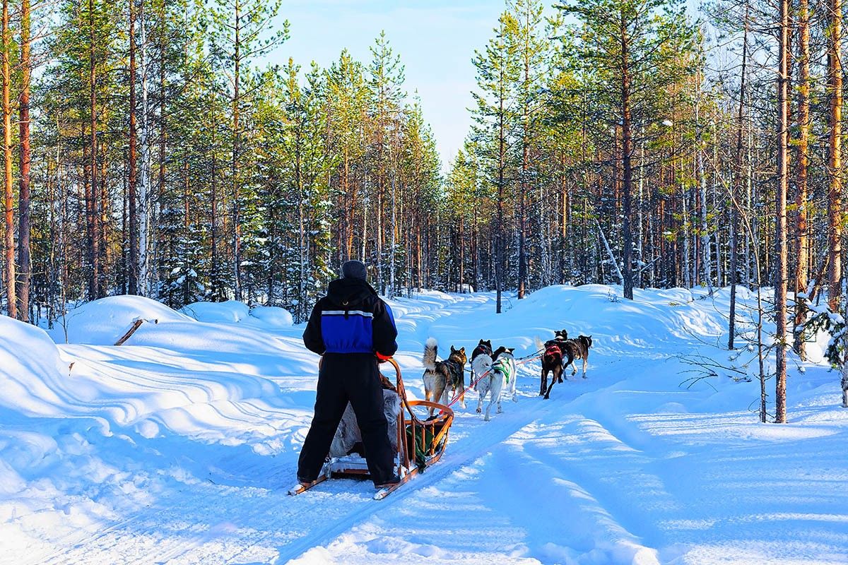где покататься на собачьих упряжках 