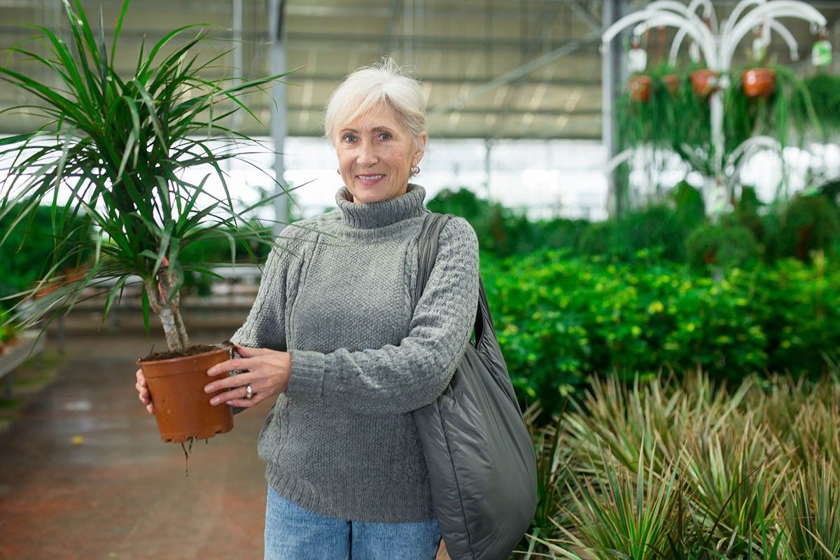 драцена цветок