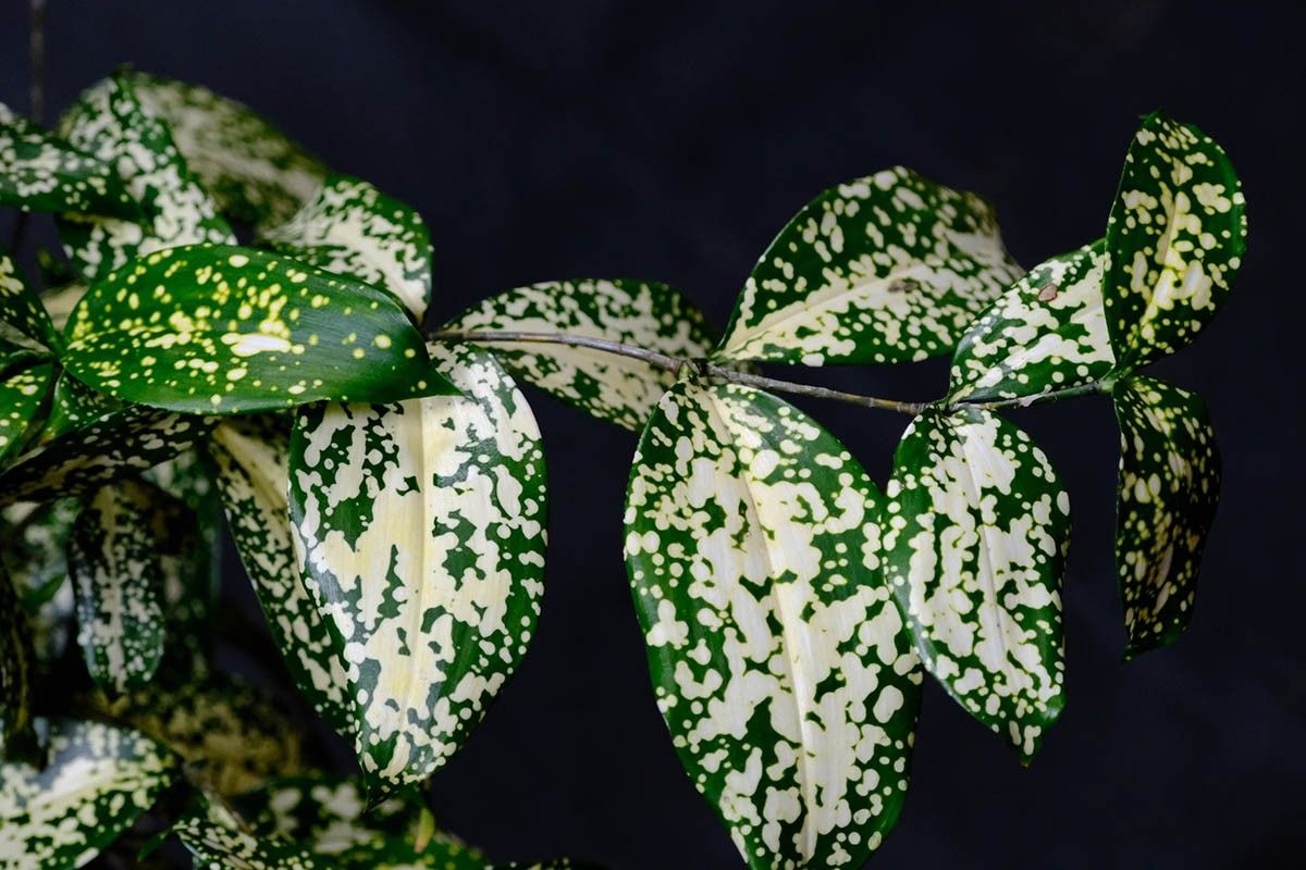 драцена уход дома