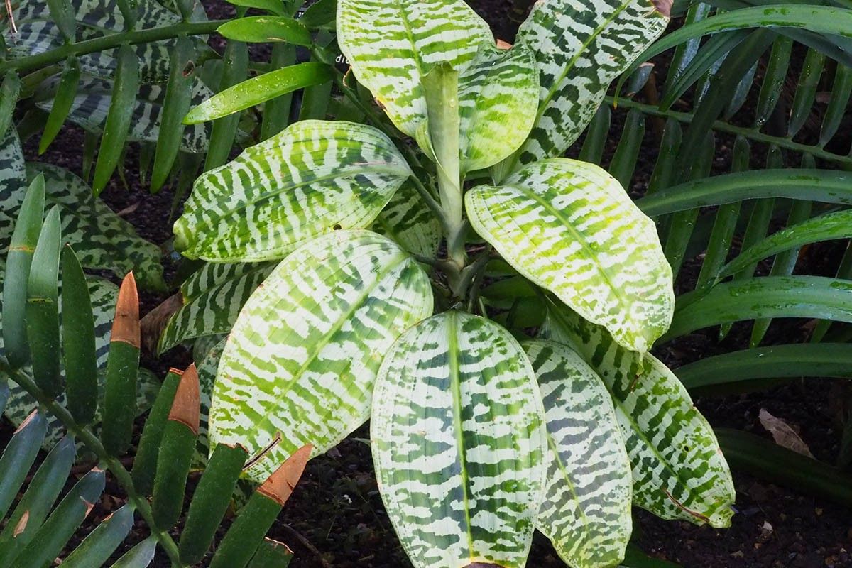 драцена условия