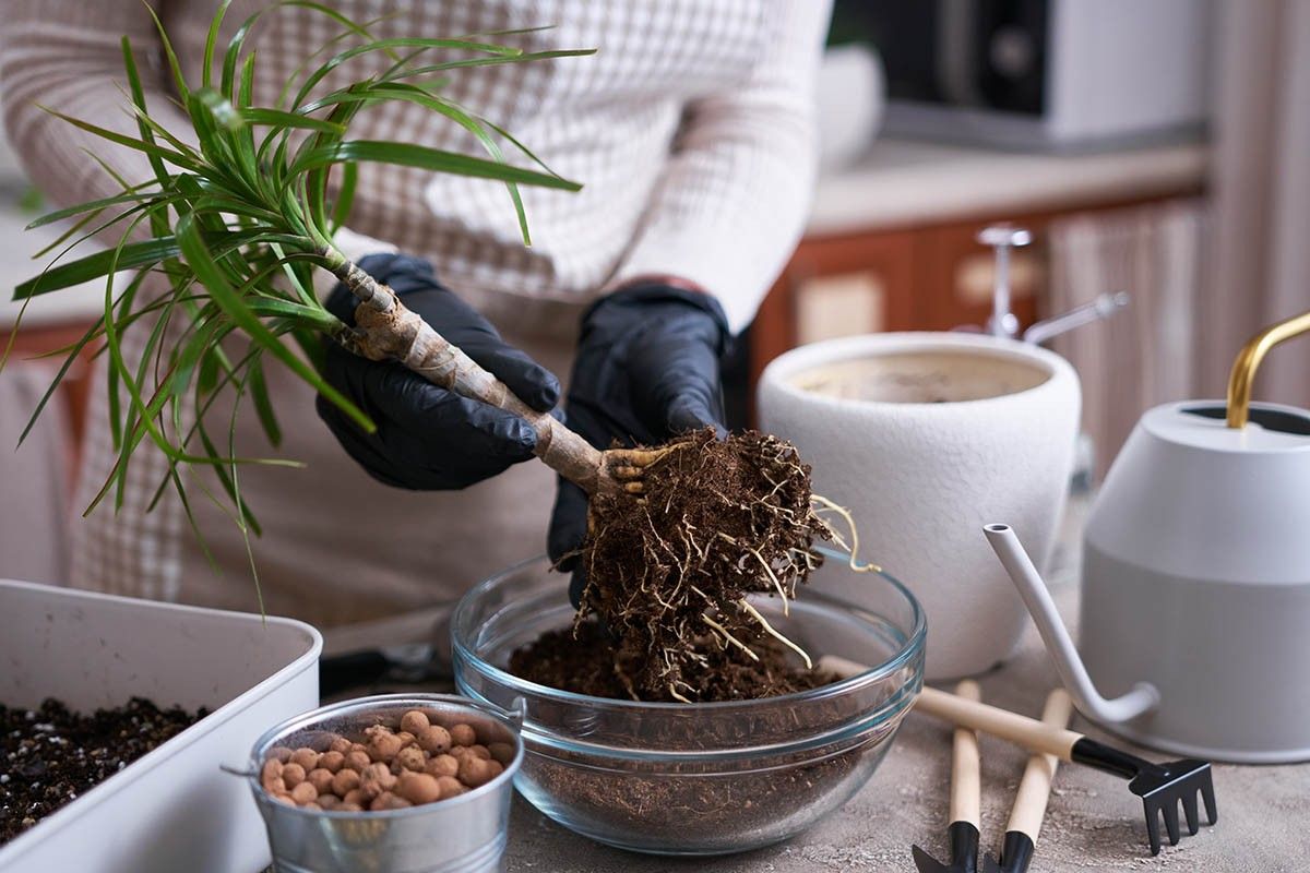 драцена домашняя