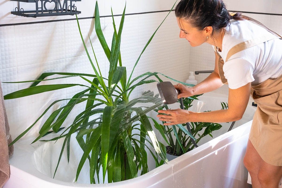 лист драцены