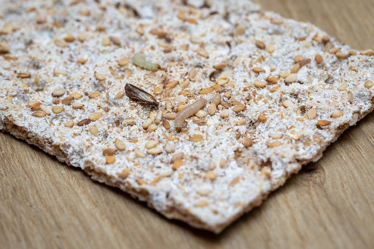 моль домашняя пищевая