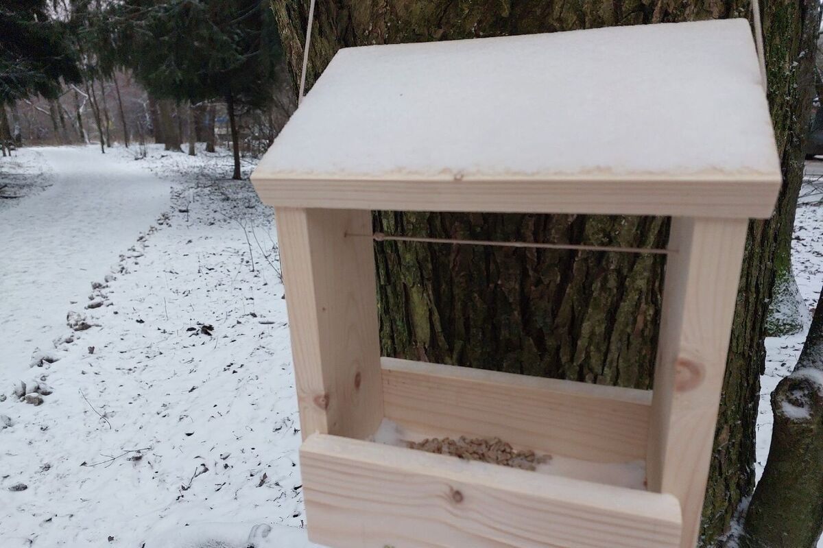 птицы зимой