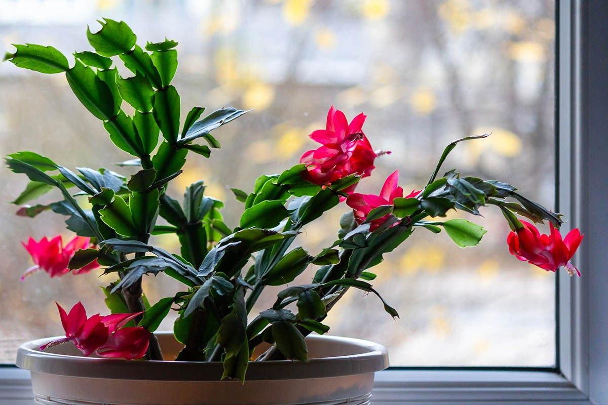 цветок декабрист уход