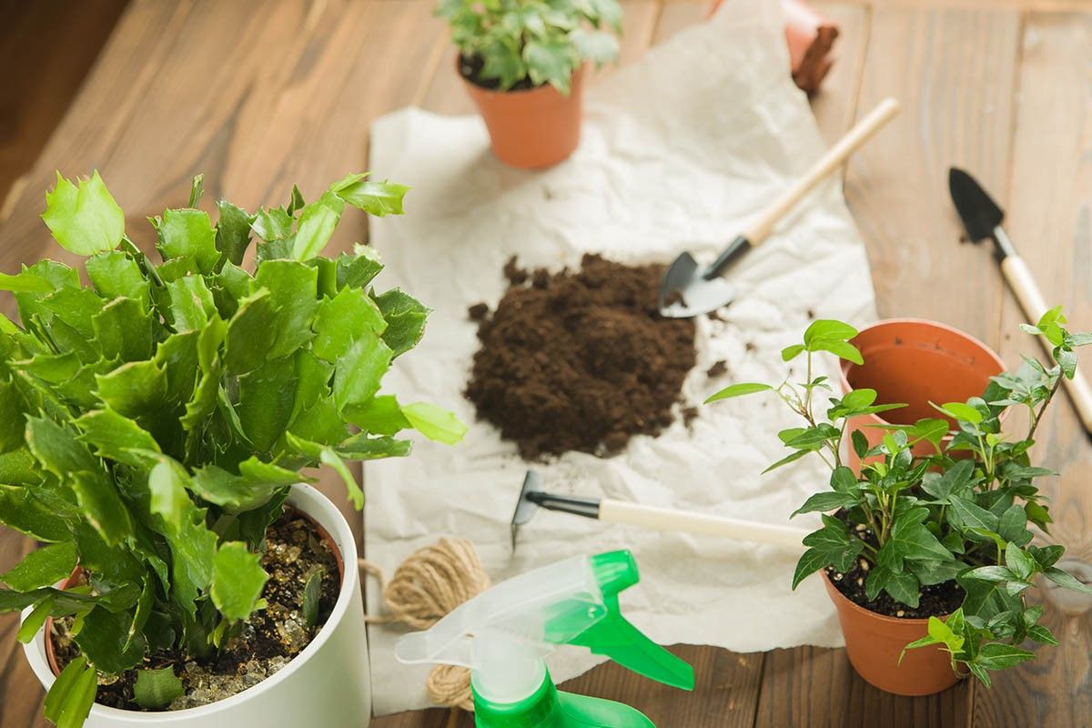 цветок декабрист уход в домашних условиях