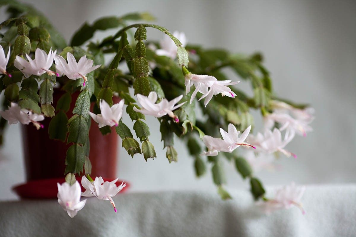 декабрист уход