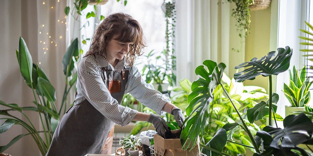 Как пересадить цветок: пошаговая инструкция для начинающих цветоводов