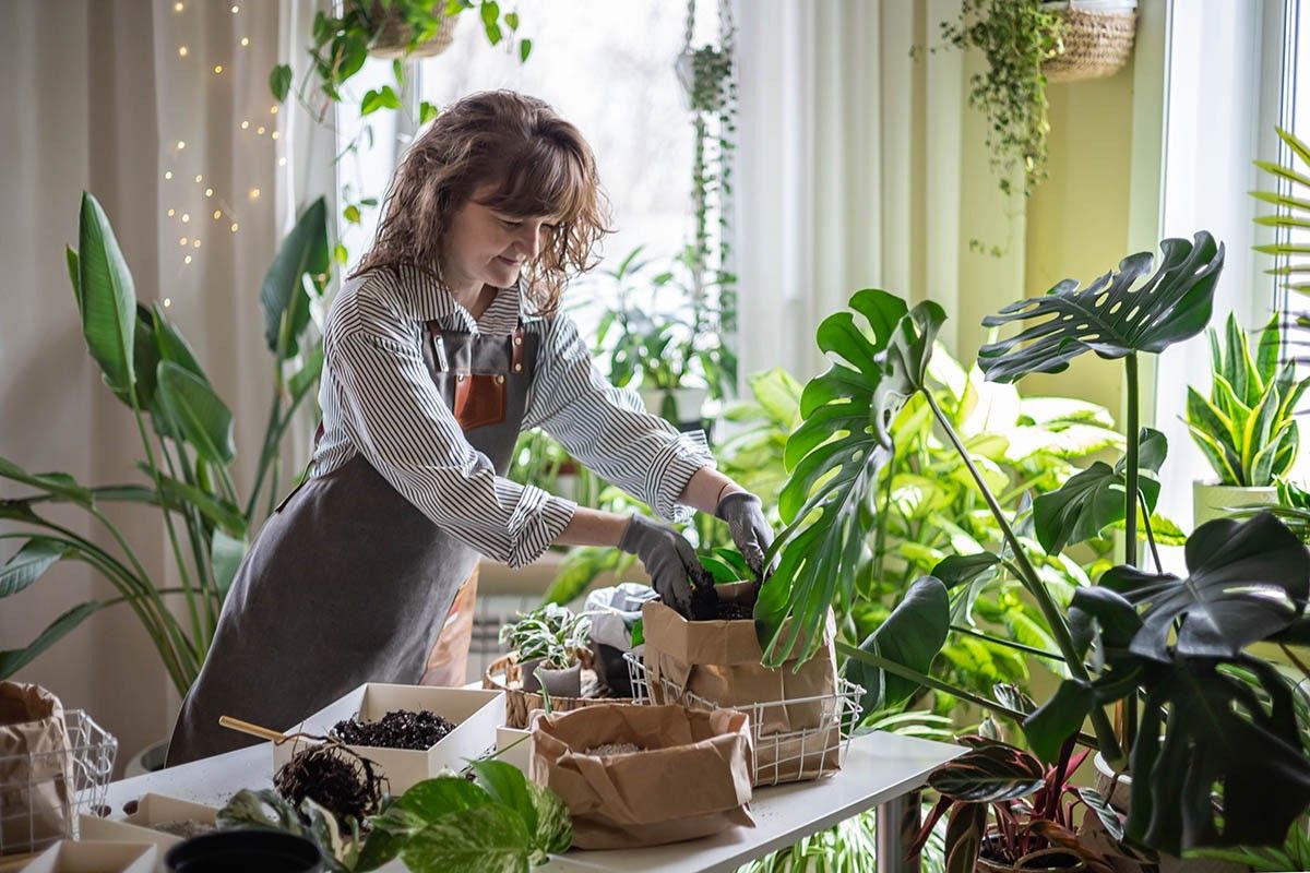 как пересадить цветок