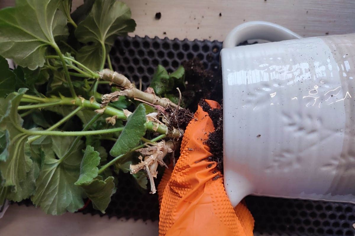 как пересаживать растение