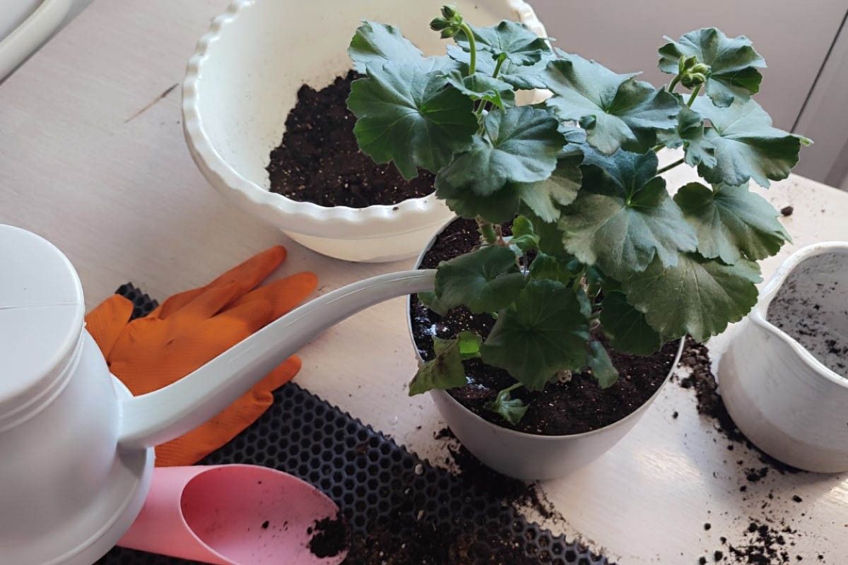 полив растений 