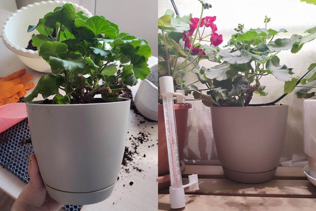 уход за растениями