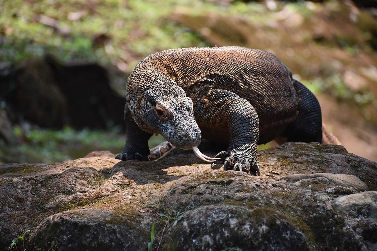 валюта индонезии