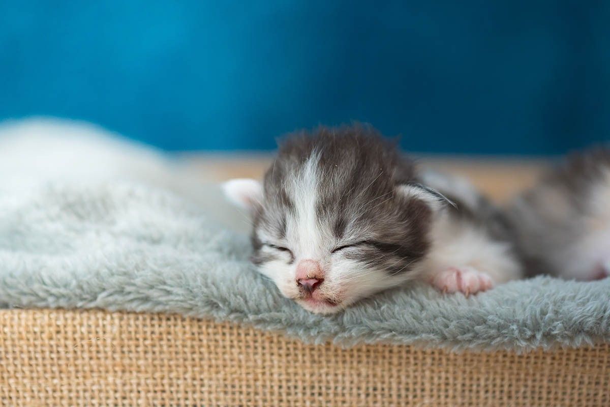 когда котята открывают глазки после рождения