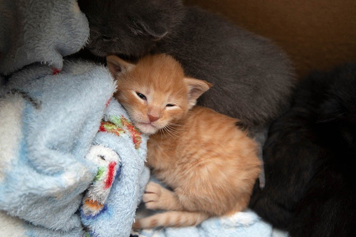 когда котята открывают глаза 