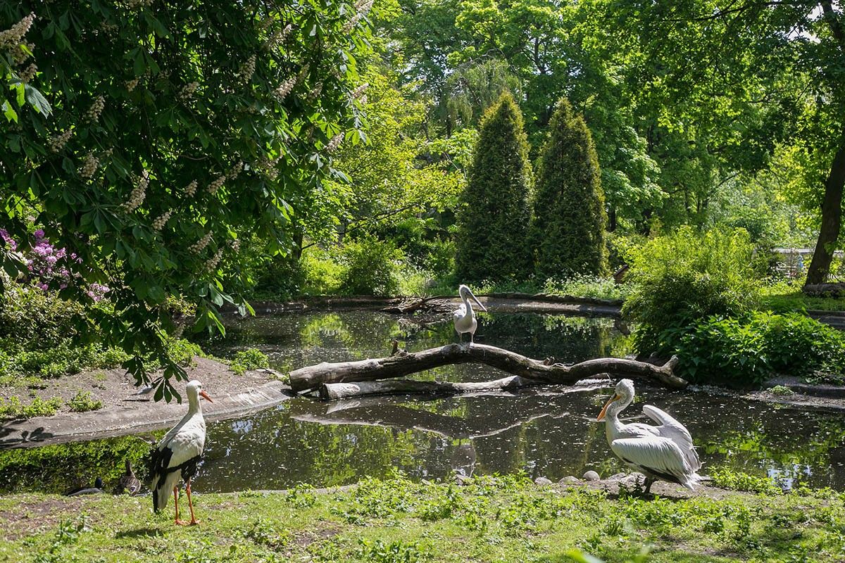 зоопарк калининград