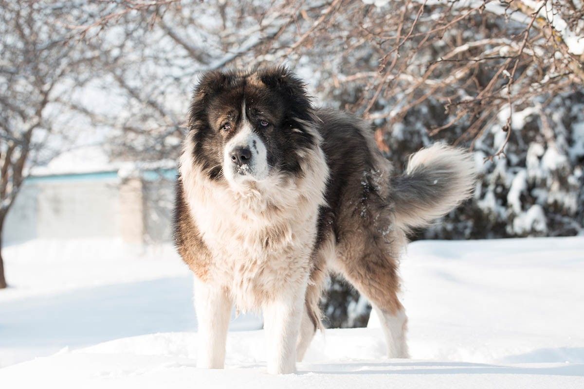 большая собака рост