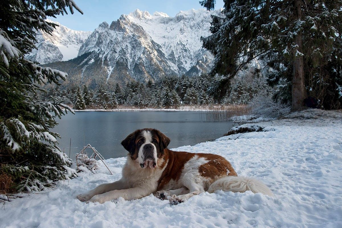 большие собаки фото