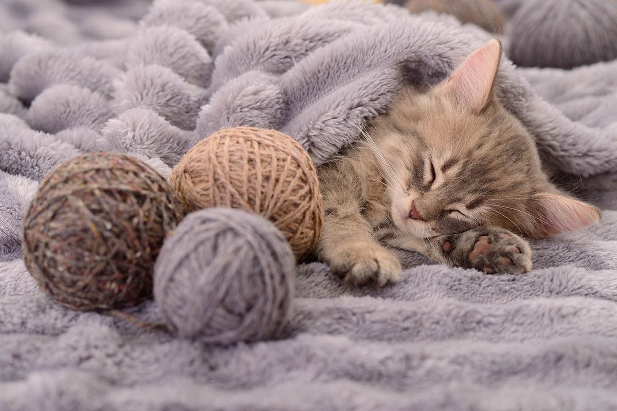 сколько спят кошки часов в сутки