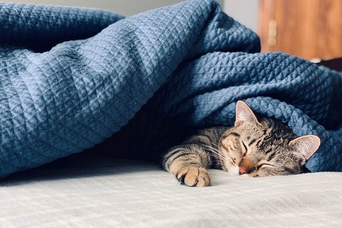 сколько спят кошки в день