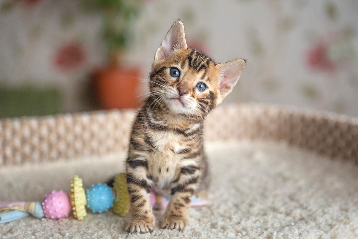 сколько спят взрослые кошки