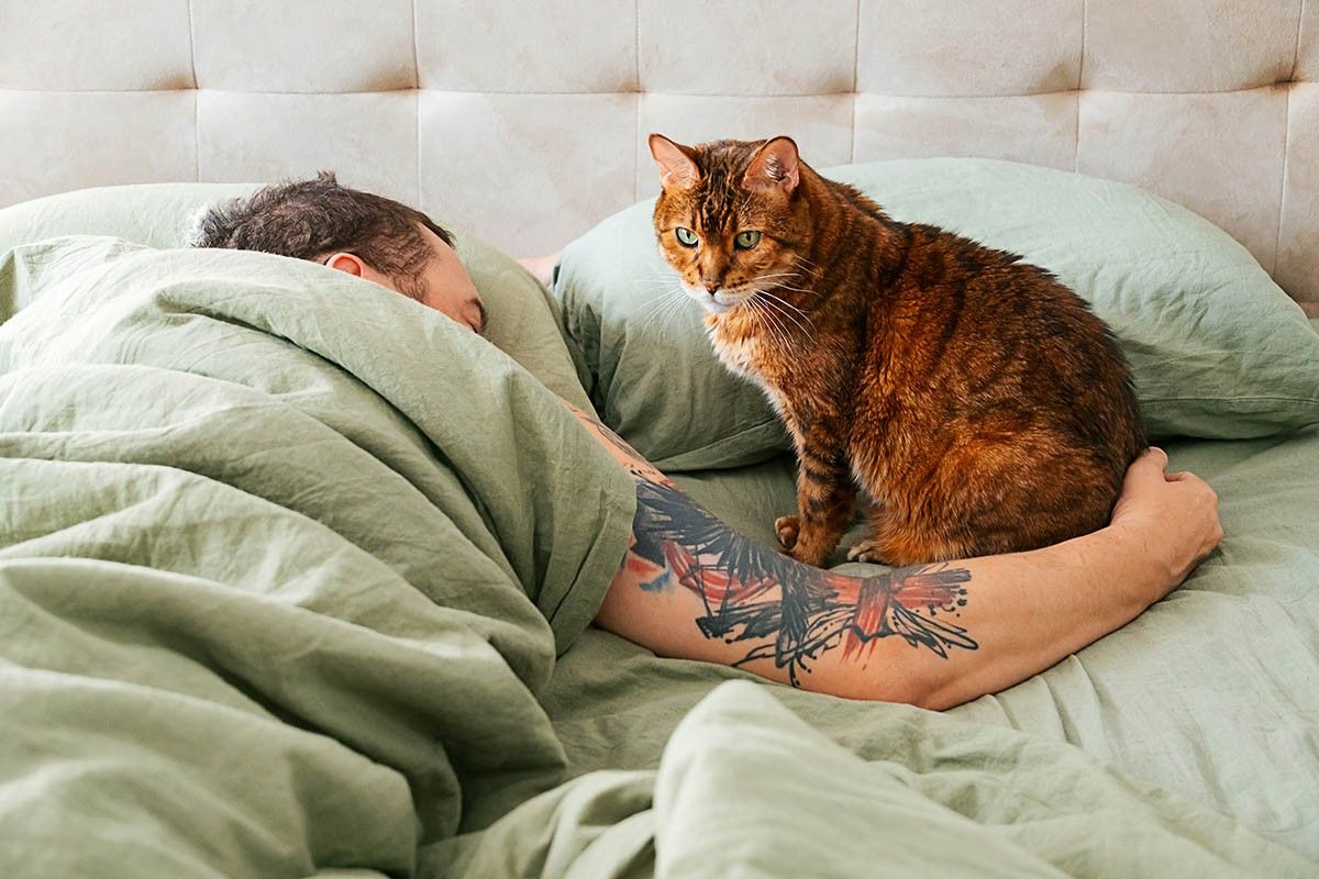 режим котенка