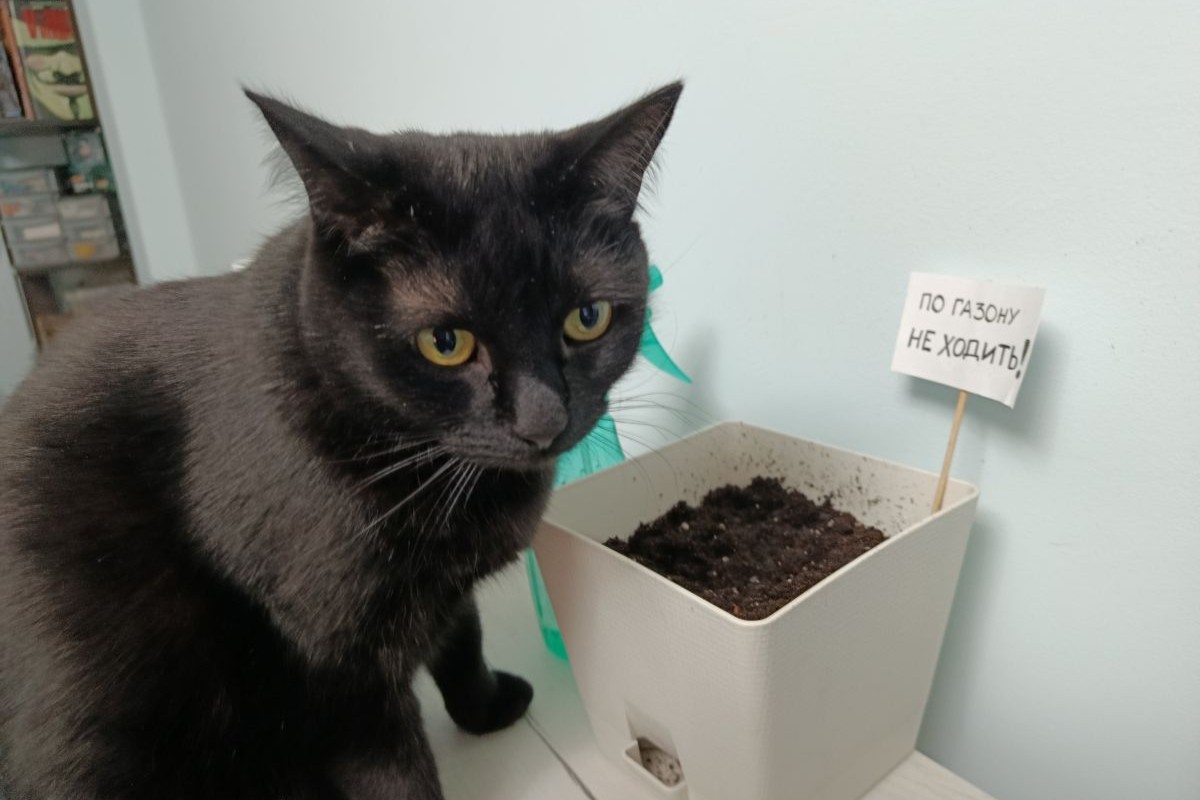 ждем ростков