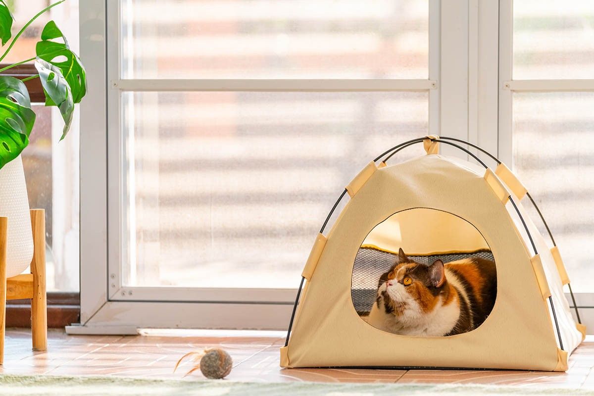 британцы кошки характер