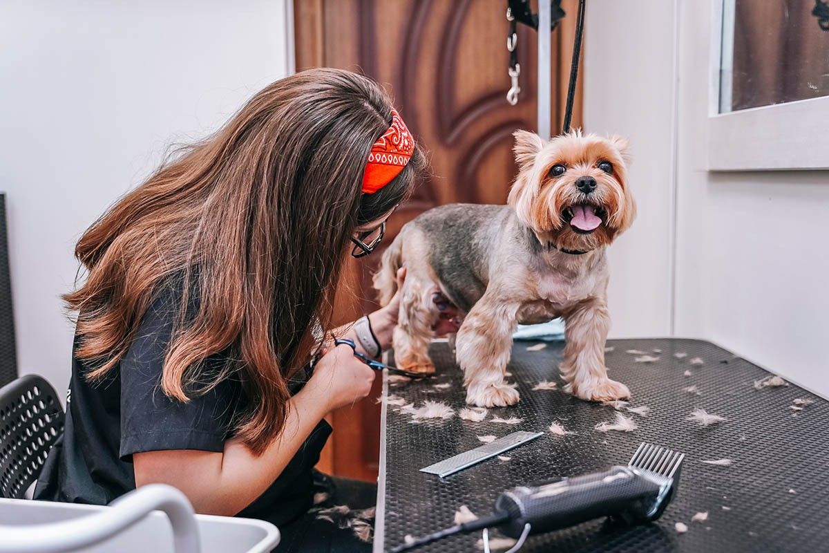 ерки собаки фото