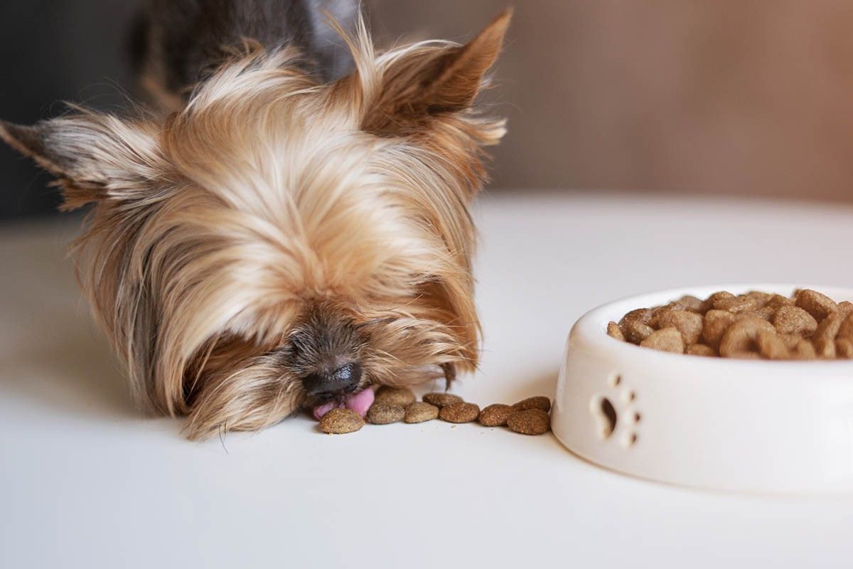 йоркширский терьер характер