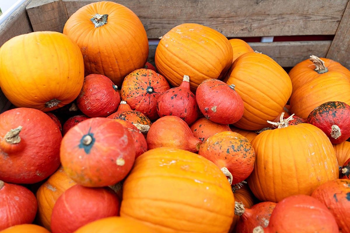 как хранить тыкву