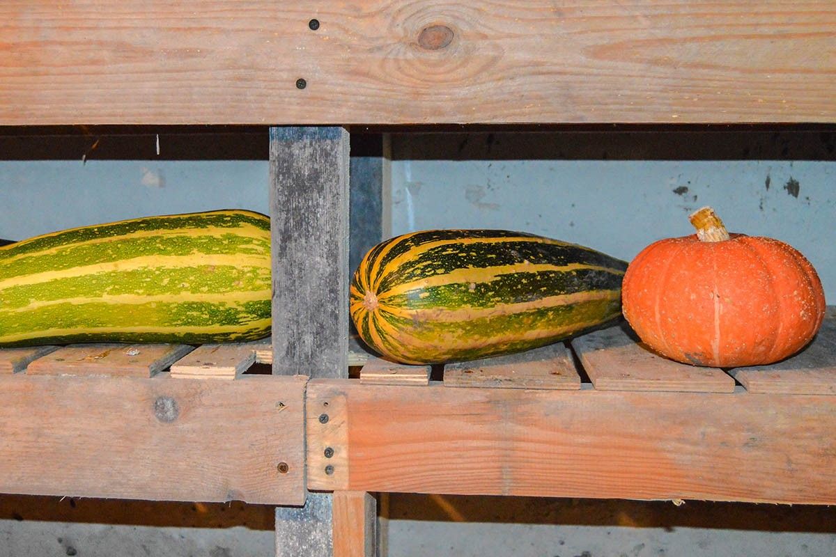 где хранить тыкву
