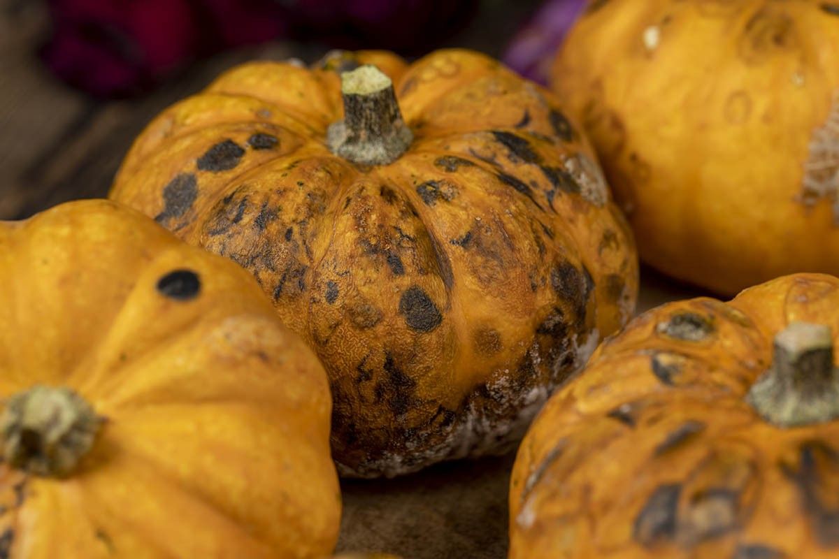 как хранить тыкву зимой