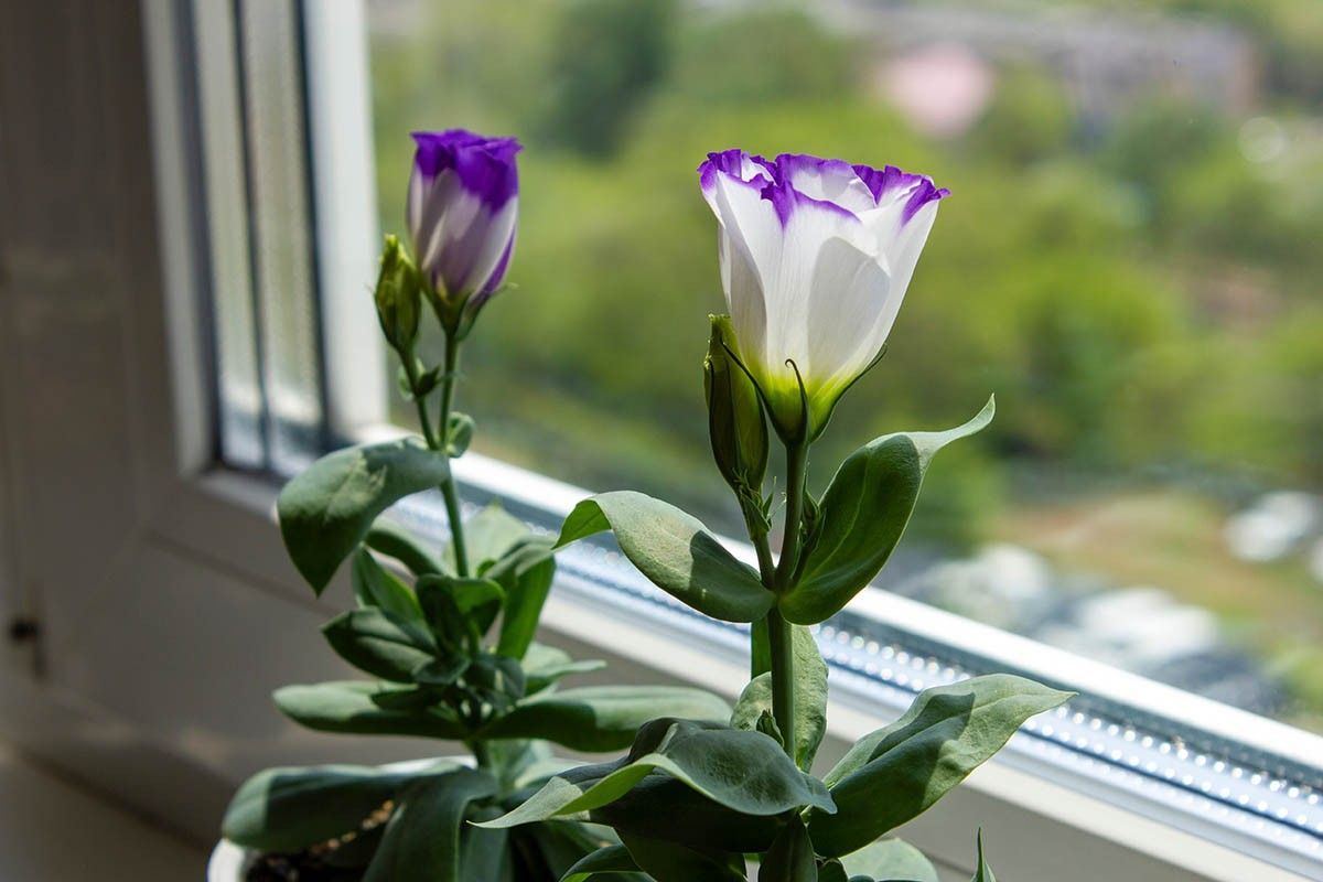 эустома комнатная