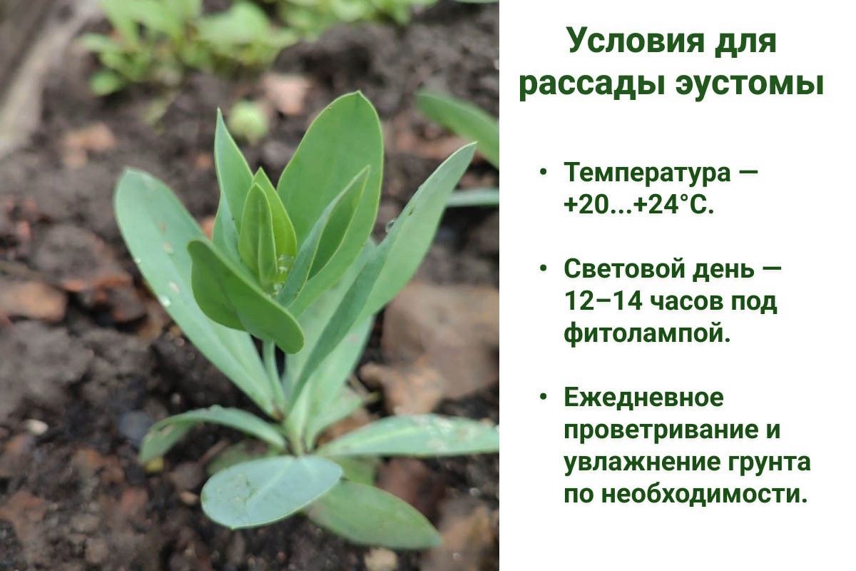 эустома из семян