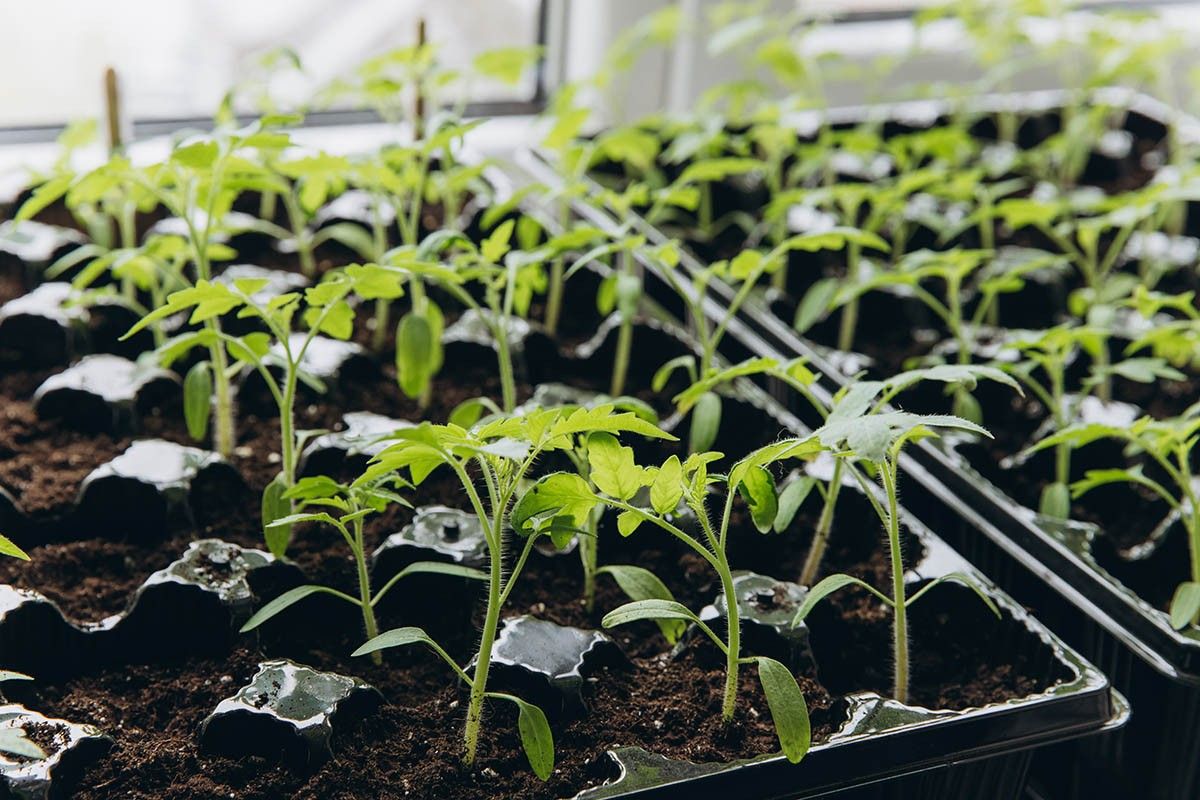 сажать рассаду в 2026 году