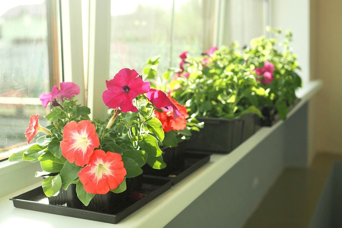 сажать рассаду в 2026 году