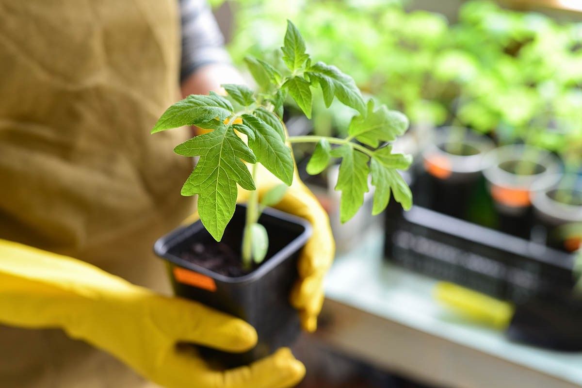 рассада помидоров