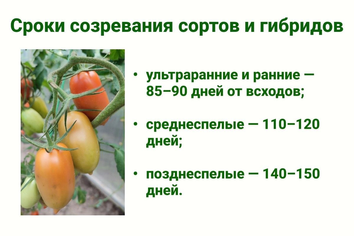 сроки созревания