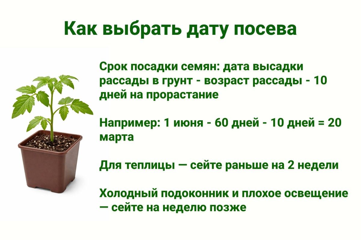 срок посадки рассады