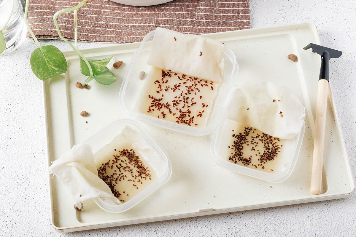 когда сажать баклажаны на рассаду