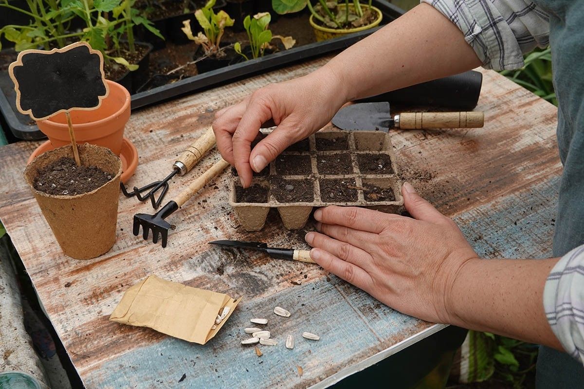 пикировать рассаду